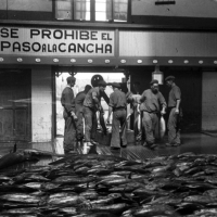AUTOR DESCONOCIDO. Lonja de pescado. s.l. 1931. ES.462508.ADPV/Colección Ferran Belda, imagen nº 06427